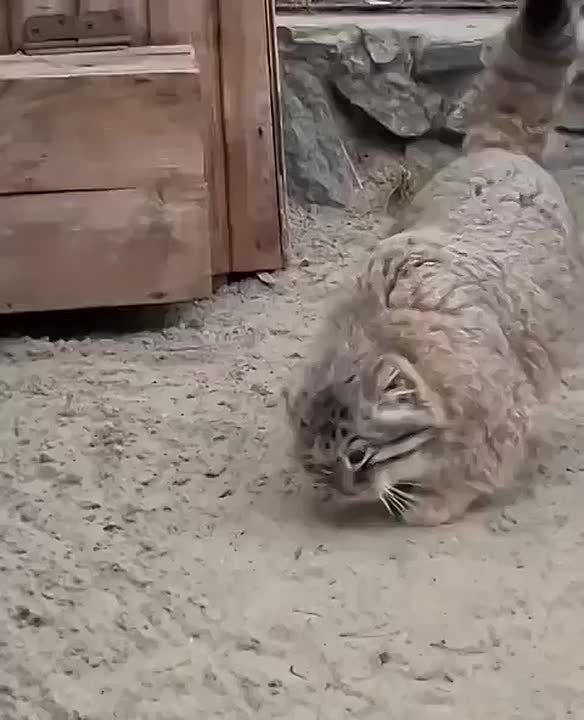   , !