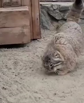   , !