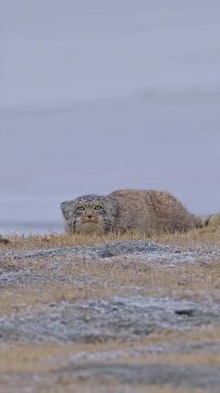 Спокойной ночи, Мариуполь!