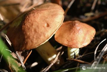 Погода на новых территориях России