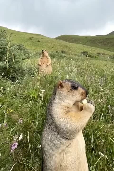  , !