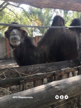 В Мариуполе ветеринары обследовали обитателей местного зоопарка