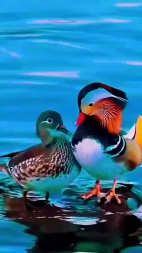   , !