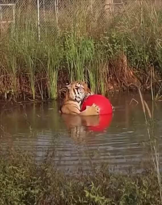   , !