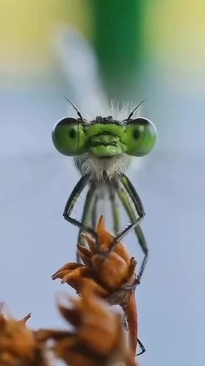   , !