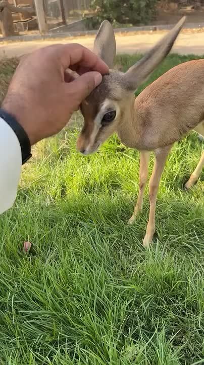   , !