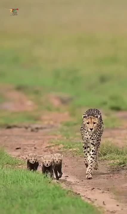  , !.         ! National Geographic       ,     ...