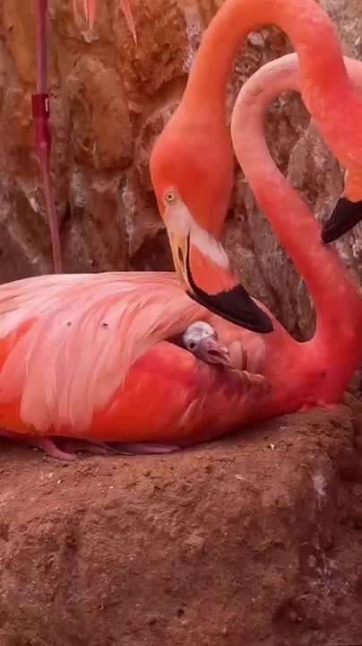  , !.         ! National Geographic       ,     ...