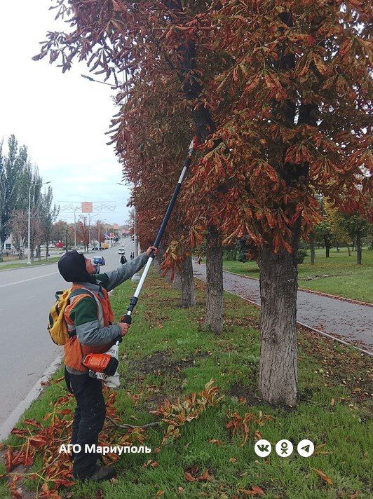 В Приморском районе Мариуполя коммунальщики ведут обрезку деревьев