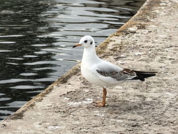 Кальчик сегодня