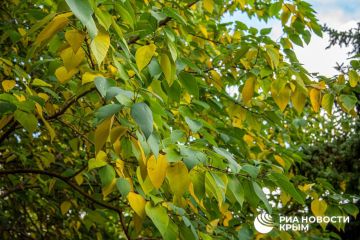 Погода на новых территориях России