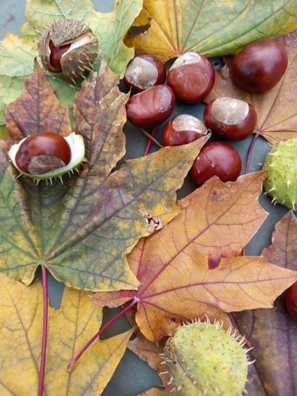 Родной город ясным осенним днем прекрасен