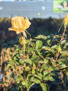 Через несколько дней ноябрь, а у нас цветут цветы: Мариуполь есть за что любить