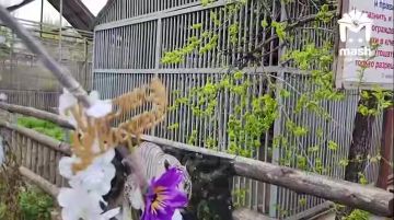 Сотрудника мариупольского зоопарка, которого загрыз тигр, оформят в штат посмертно