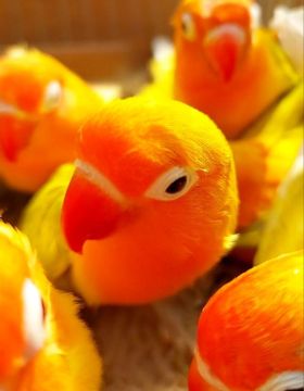 В Мариуполь снова привезут декоративных птиц на выставку