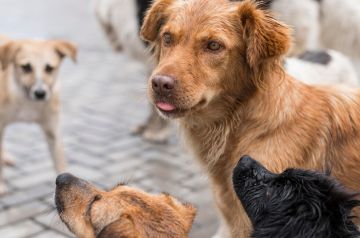 Специалисты из Москвы помогут Мариуполю с регуляцией численности бездомных собак