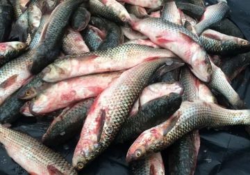 Время ловить пиленгаса. С ноября начинается активный промысел пиленгаса, что связано со снижением биомассы сцифоидных медуз: их массовые скопления препятствуют осуществлению результативных обловов