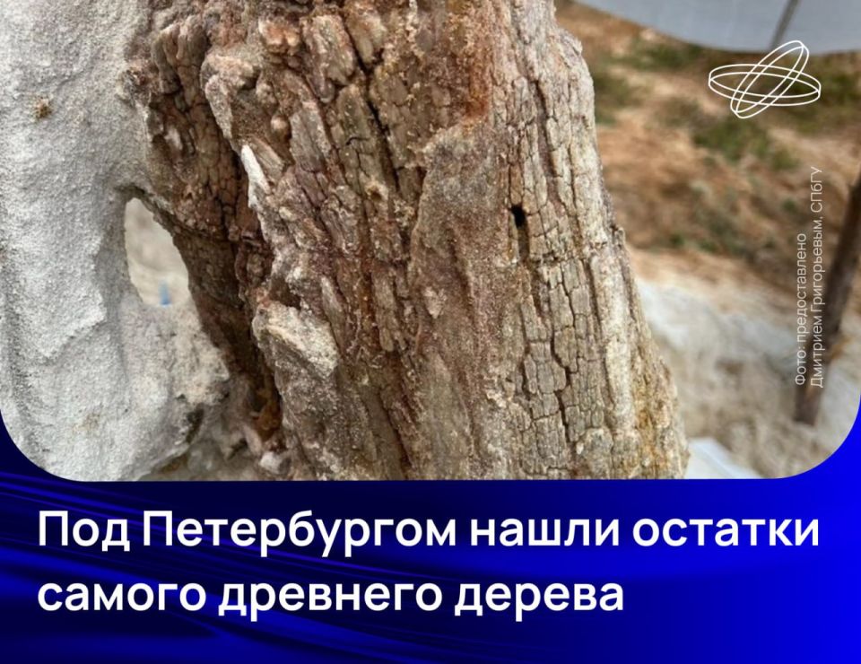 Уникальный образец отыскали палеонтологи в Ленинградской области