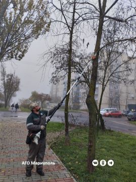 Рабочие зеленого строительства благоустраивают в Мариуполе территории общего пользования