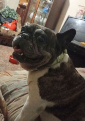 Ещё одна "потеряшка". Прогулка без поводка обернулась пропажей домашней любимицы - французского бульдога