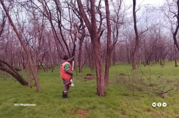 В Мариуполе коммунальщики продолжают готовить зеленые зоны к зимнему периоду