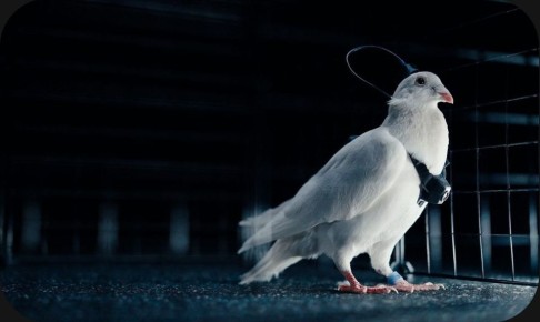 Российская биотехническая лаборатория объявила о создании уникальных голубей-биодронов