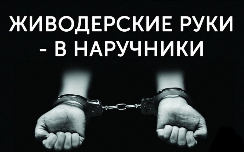 Какой срок могут дать за жестокое обращение с животным?