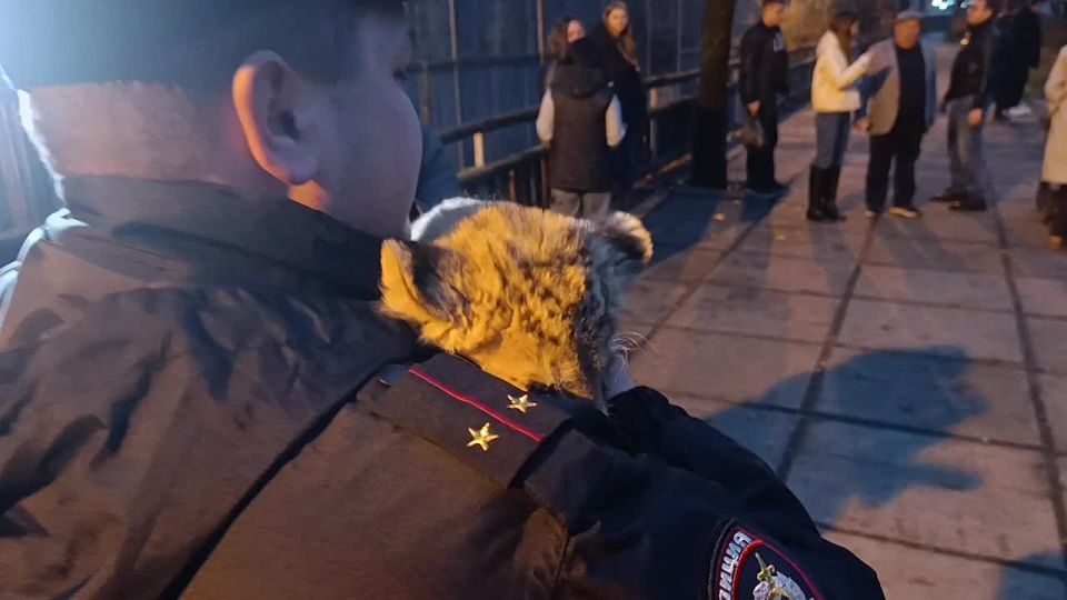 Антон Кольцов: В Мариупольский зоопарк прибыла новая обитательница – двухмесячная львица