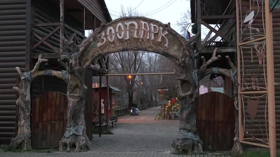 Милота дня: в ДНР в одном из освобождённых населенных пунктов спасли малыша - львёнка