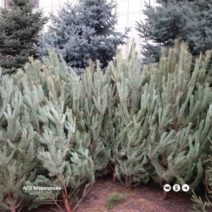 Мариупольские предприниматели передадут нераспроданные новогодние елки в «Парк дикой природы»