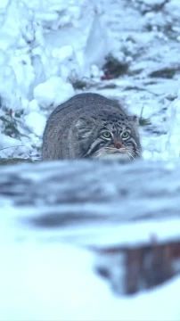 Доброе утро, Мариуполь!. Пусть оно будет наполнено только приятными и счастливыми эмоциями, а новый день принесет много замечательных событий и хорошего настроения National Geographic Чтобы всегда быть в курсе актуальных...