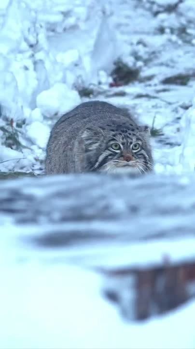 Доброе утро, Мариуполь!. Пусть оно будет наполнено только приятными и счастливыми эмоциями, а новый день принесет много замечательных событий и хорошего настроения National Geographic Чтобы всегда быть в курсе актуальных...