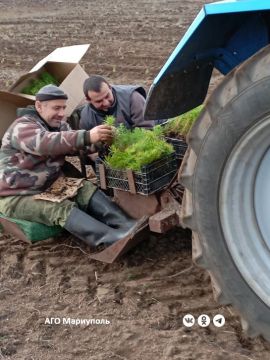 Приазовский лесхоз пополнился новыми хвойными насаждениями