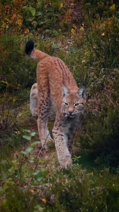 Спокойной ночи, Мариуполь!