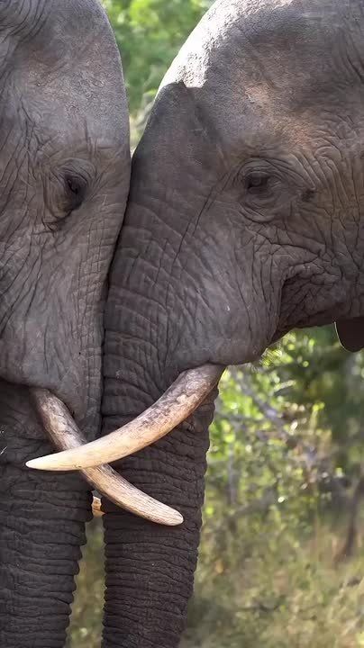 ��������� ����, ���������!