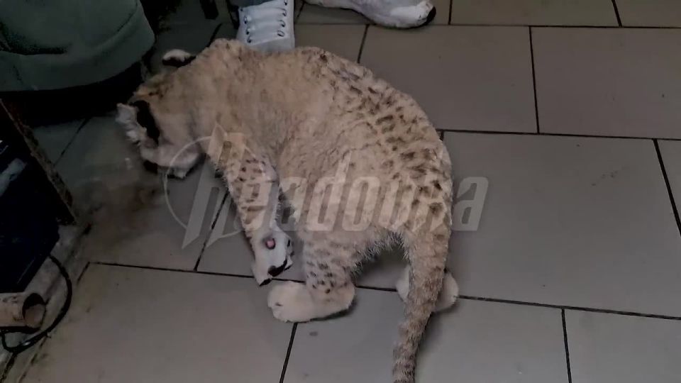 Мариупольский зоопарк получил дикого львенка, спасенного из плохих условий в ДНР — как сейчас живет заведение