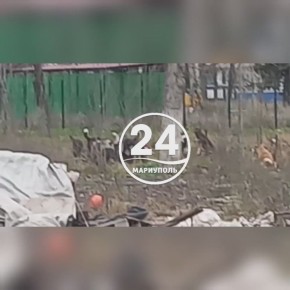 В заброшенном здании бывшей мариупольской школы №63 - огромная стая бездомных собак
