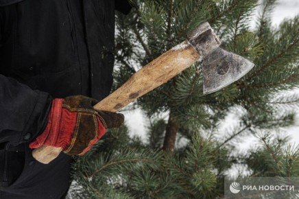 Юрист предупредил о наказании за незаконную вырубку ёлки