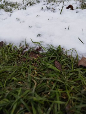 Первый снег к нам ненадолго