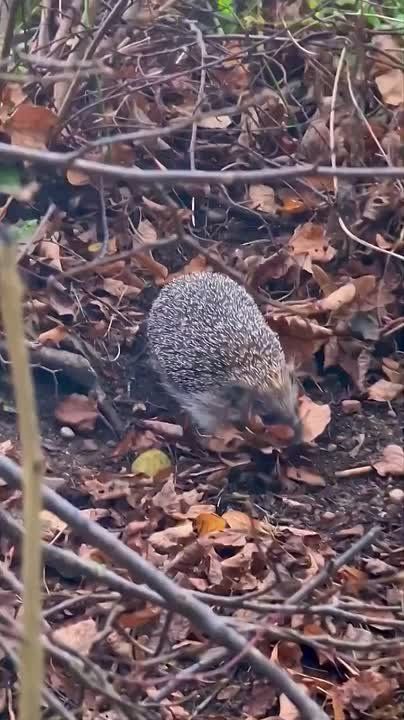 ��������� ����, ���������!