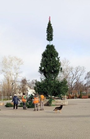 В парке "Веселка" собирают ёлку