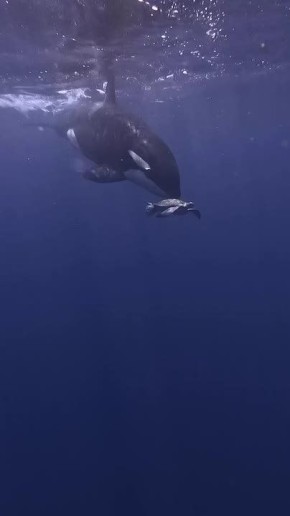 ��������� ����, ���������!