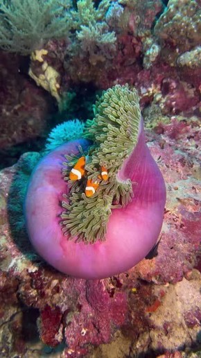 ��������� ����, ���������!