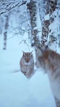 ��������� ����, ���������!