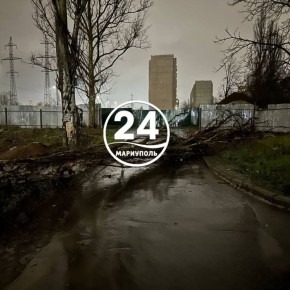 ПИШУТ ЧИТАТЕЛИ. Во дворе снесенного дома по ул. Куприна, 3 вчера ночью от ветра упал старый тополь