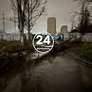 ПИШУТ ЧИТАТЕЛИ. Во дворе снесенного дома по ул. Куприна, 3 вчера ночью от ветра упал старый тополь