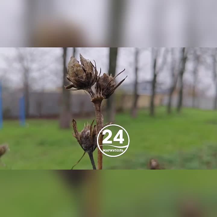 Доброе утро, Мариуполь!. Просыпаемся, улыбаемся, встречаем новый день! Пусть он будет мирным, спокойным и счастливым для всех, пусть несет с собой радость и удачу