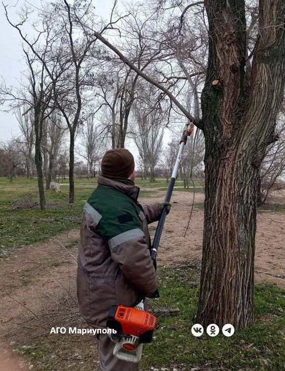 Вчера в двух районах Мариуполя коммунальщики выполнили обрезку деревьев