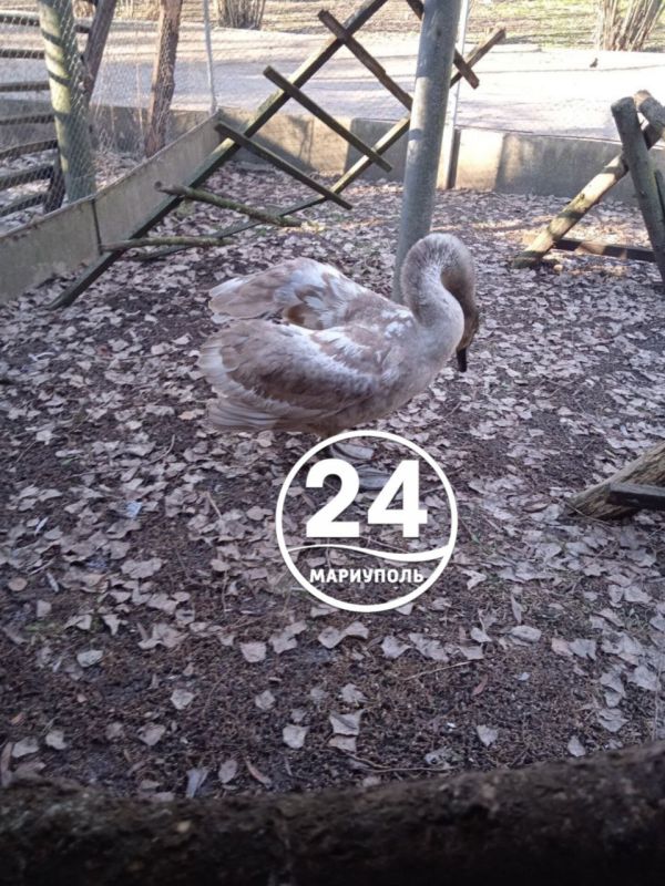 В Национальном парке «Меотида» нашел временный приют ослабленный молодой лебедь-шипун
