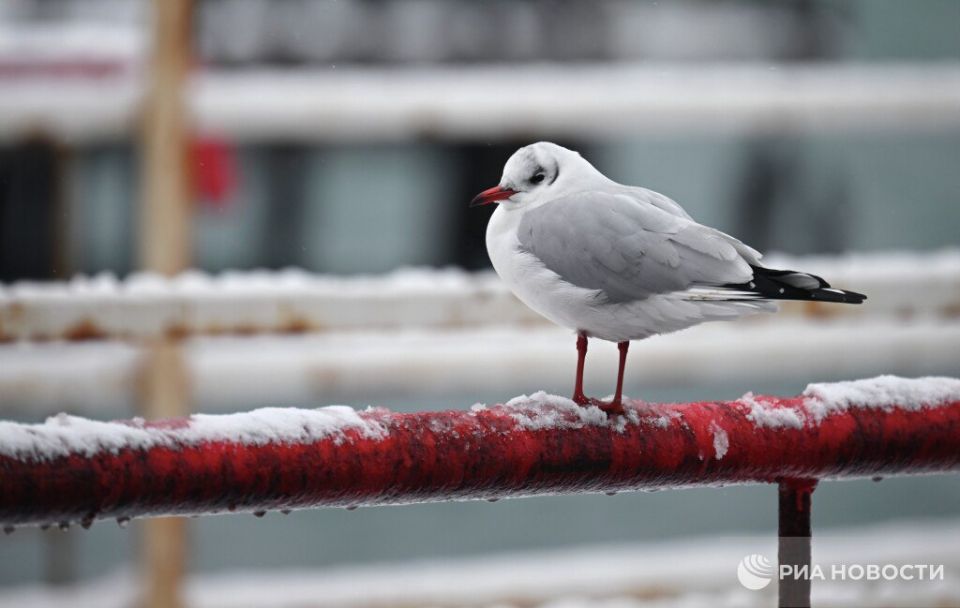 Погода на новых территориях России